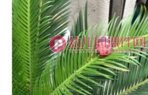 中班主题课件PPT《昆虫的身体组成部分》PPT课件图片