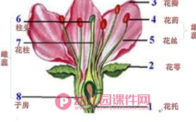 中班综合课件PPT《花儿的秘密》PPT课件图片