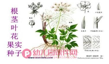 中班课件PPT《蔬菜品种多》PPT课件图片