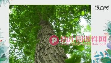 中班课件PPT《我身边的树》PPT课件图片
