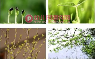 中班综合课件PPT《找绿色》PPT课件图片