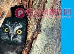 中班科学活动课件PPT《好玩的洞洞》PPT课件图片