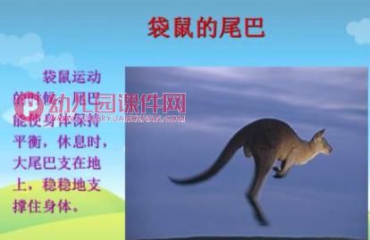 中班听说游戏课件PPT《动物的尾巴不一样》PPT课件图片
