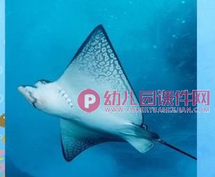 中班课件PPT《水族馆》PPT课件图片