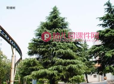 中班综合课件PPT《捡落叶》PPT课件图片