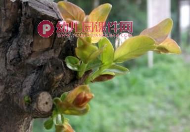 中班综合课件PPT《找绿色》PPT课件图片