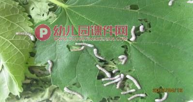 中班科学活动课件PPT《好玩的洞洞》PPT课件图片