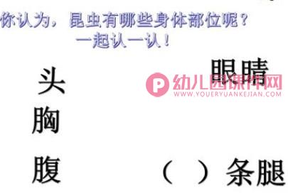 中班主题课件PPT《昆虫的身体组成部分》PPT课件图片